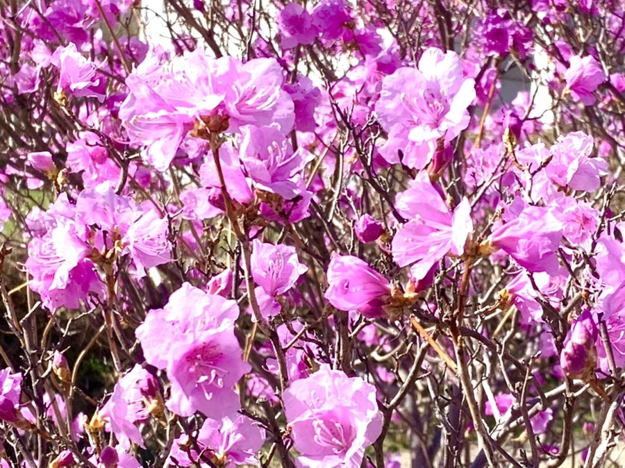 IMG_5545.jpg?type=w966