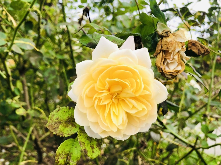 IMG_2844.jpg?type=w966