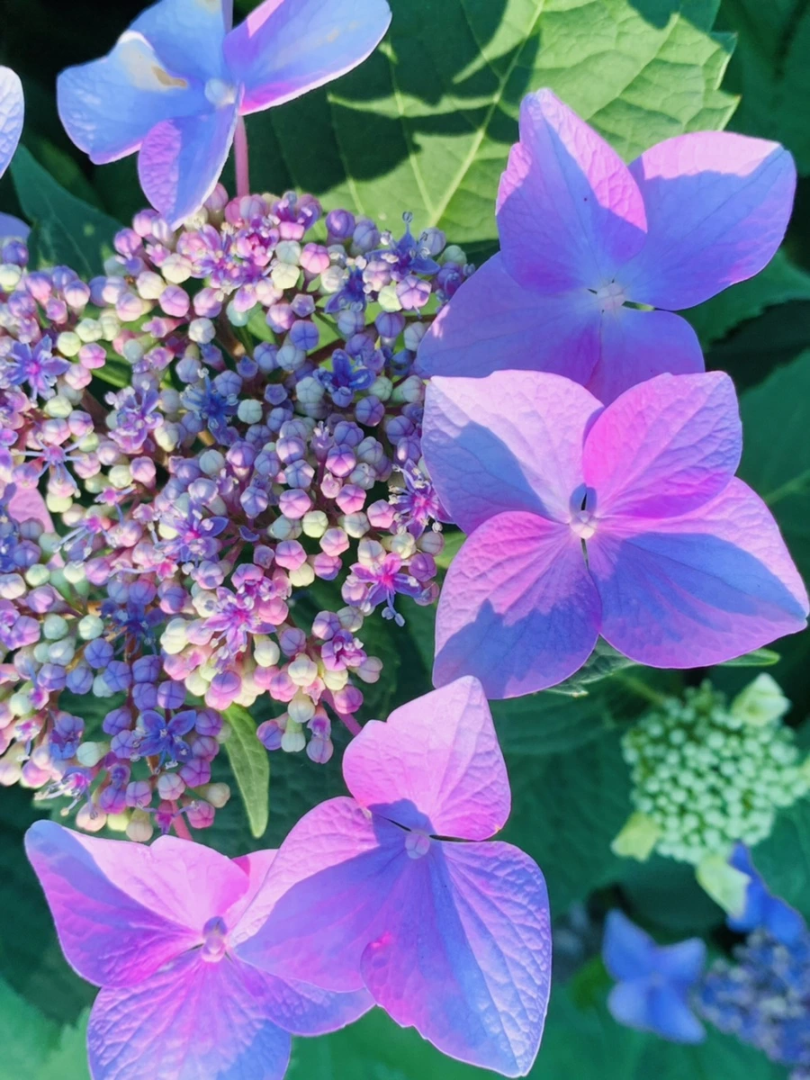 IMG_6279.jpg?type=w966