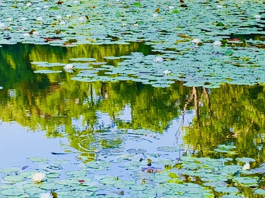 IMG_1957.jpg?type=w966