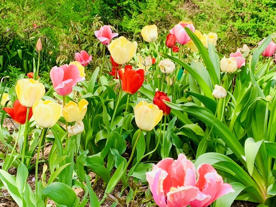 IMG_7039.jpg?type=w966