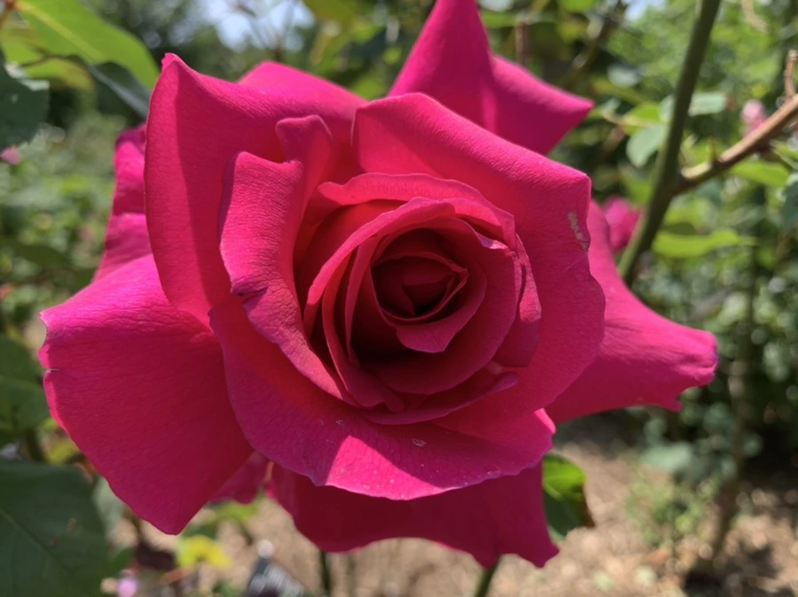 IMG_4271.jpg?type=w966