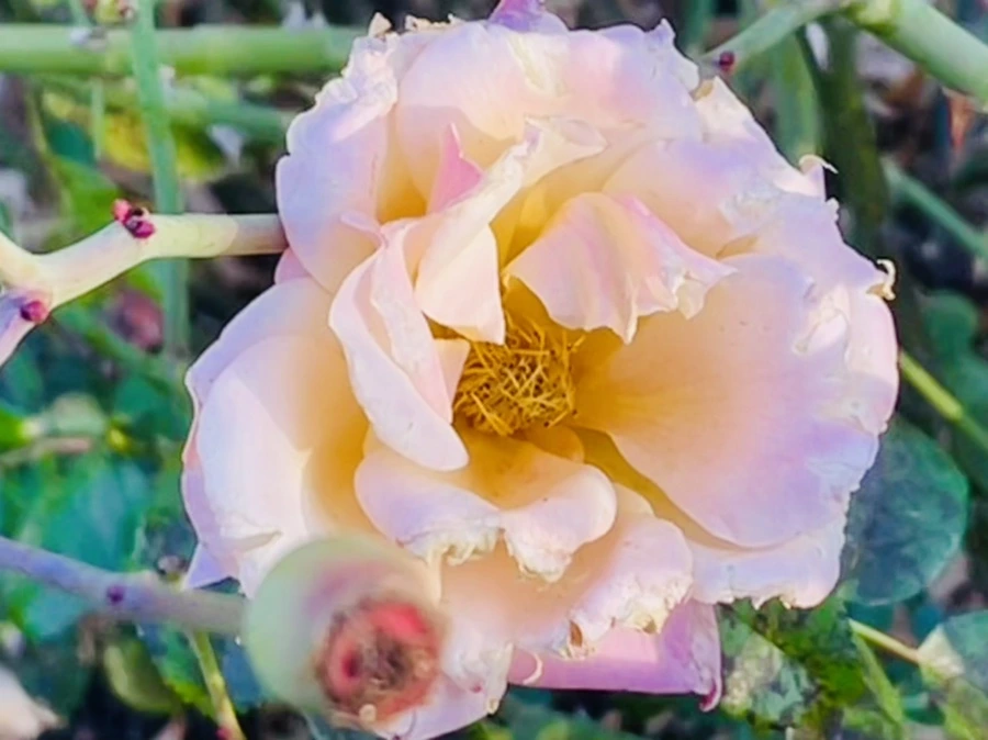 IMG_6036.jpg?type=w966