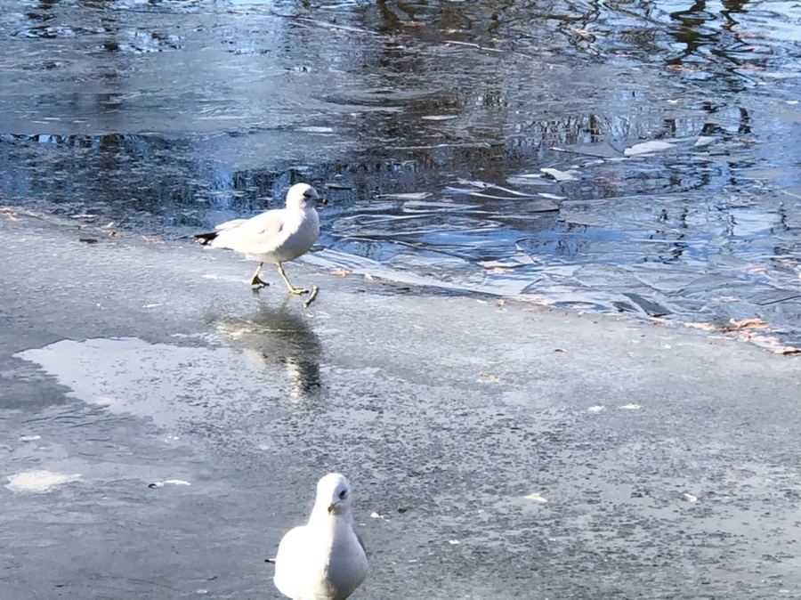 IMG_1845.jpg?type=w966