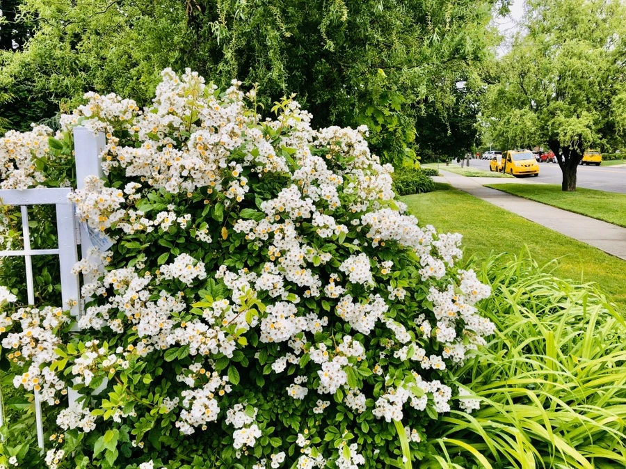 IMG_7498.jpg?type=w966