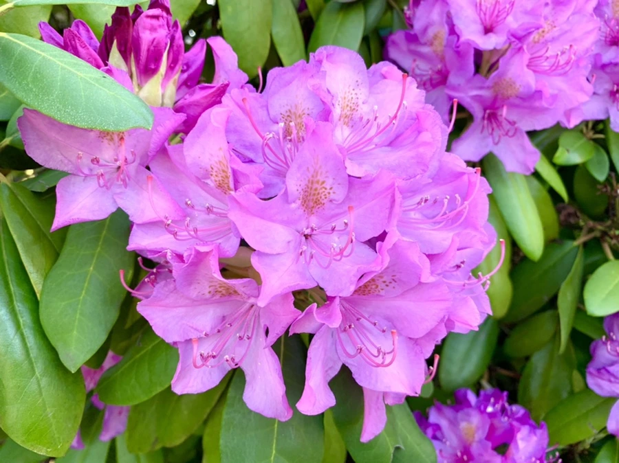 IMG_3251.jpg?type=w966