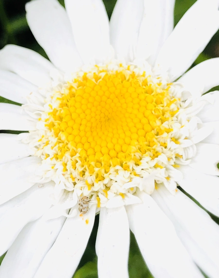 IMG_8792.jpg?type=w966