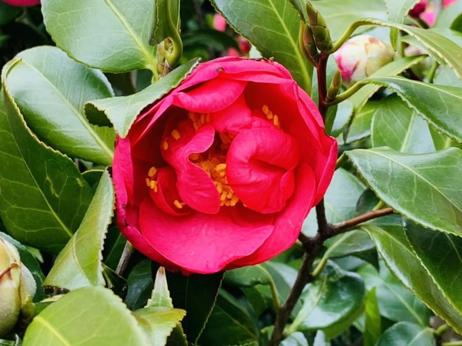 IMG_6660.jpg?type=w966