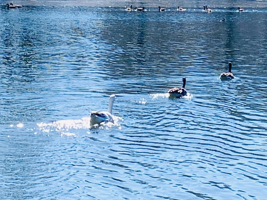 IMG_8893.jpg?type=w966