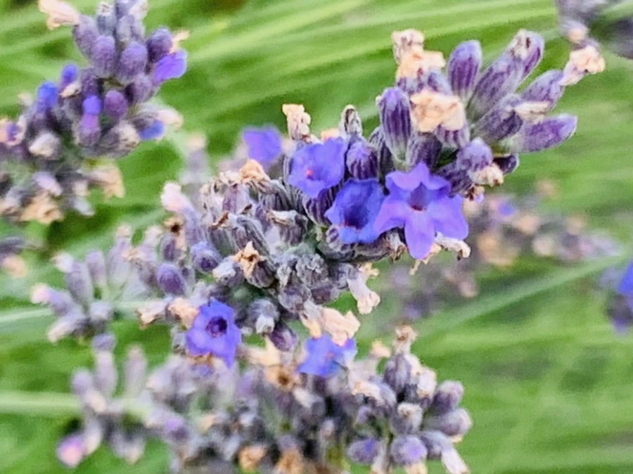 IMG_9475.jpg?type=w966