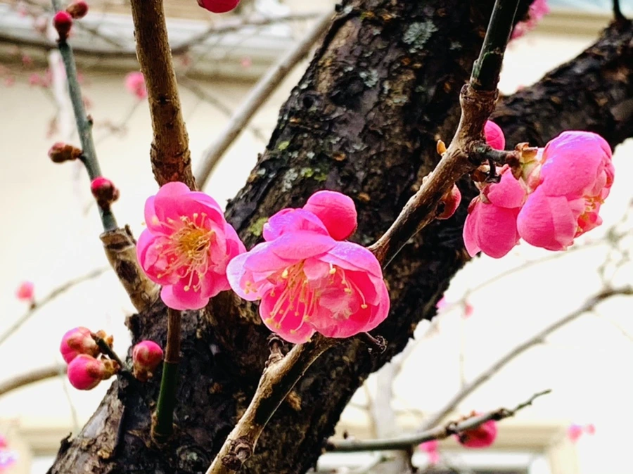 IMG_1606.jpg?type=w966