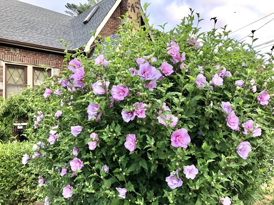 BmsqV6JKHVm5JC39LZMbhWMA18w