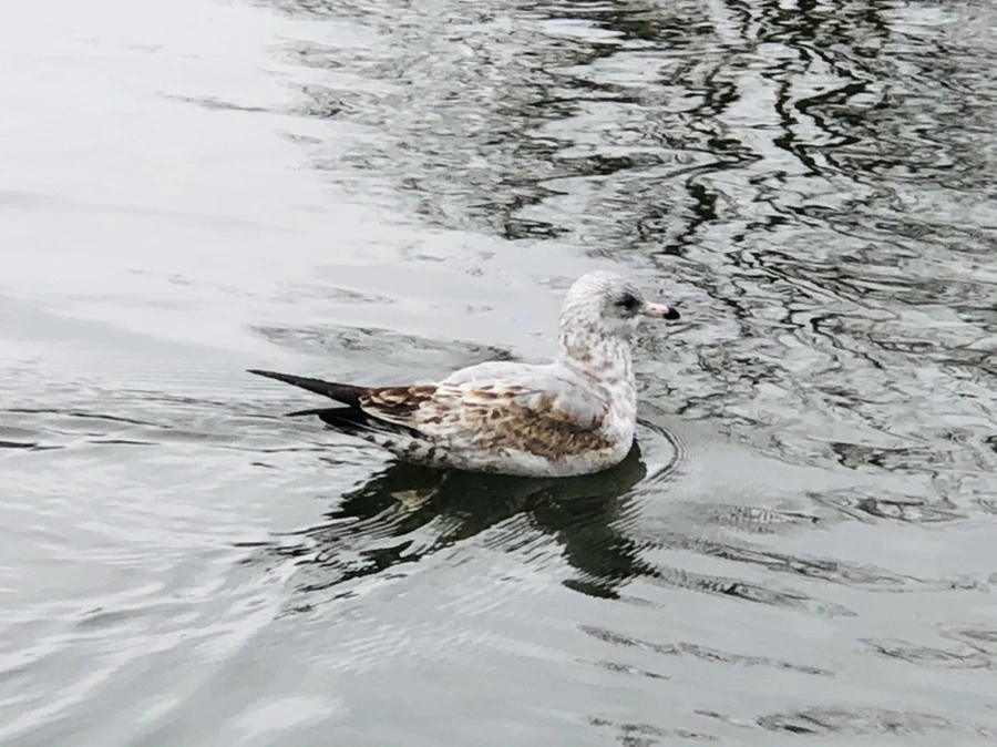 IMG_6484.jpg?type=w966