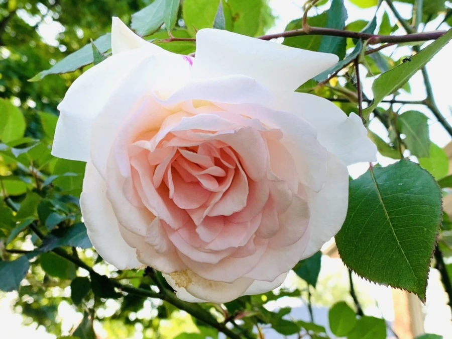 IMG_3458.jpg?type=w966