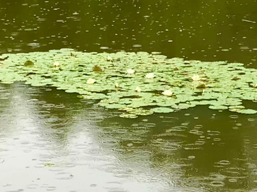 IMG_8314.jpg?type=w966