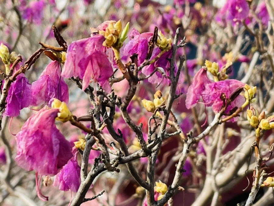 IMG_7878.jpg?type=w966