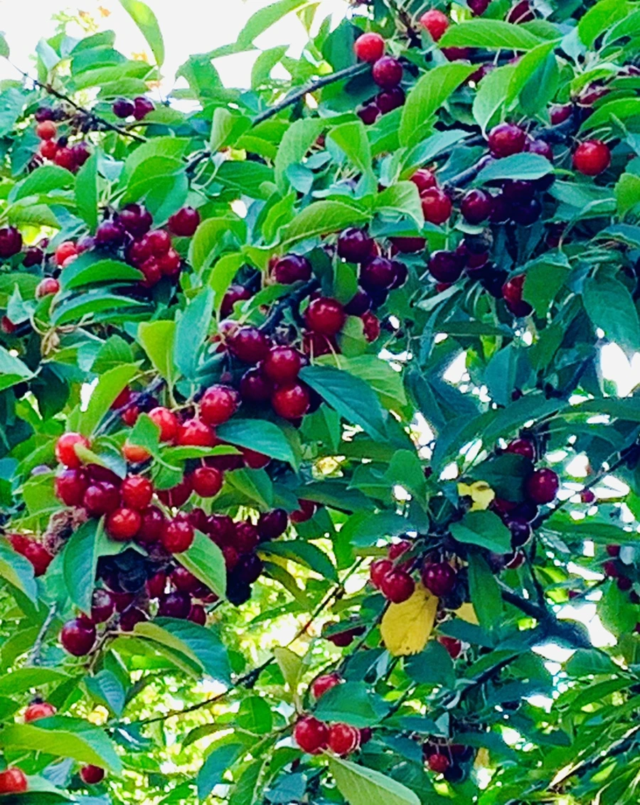 IMG_2123.jpg?type=w966