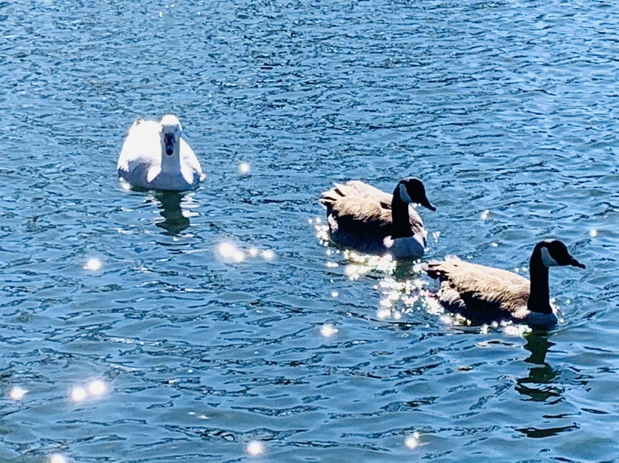 IMG_7603.jpg?type=w966