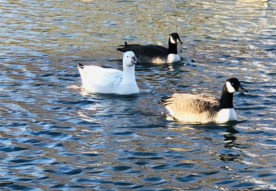 IMG_3858.jpg?type=w966