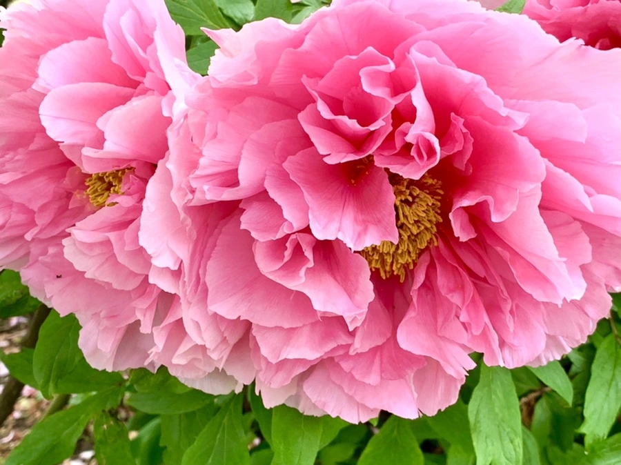 IMG_9618.jpg?type=w966