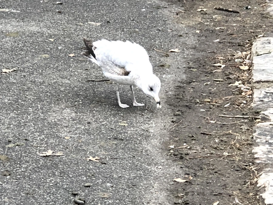 IMG_6431.jpg?type=w966