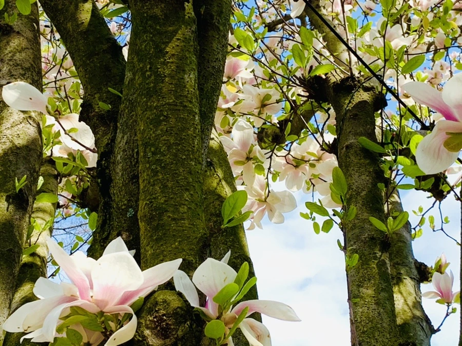 IMG_3887.jpg?type=w966