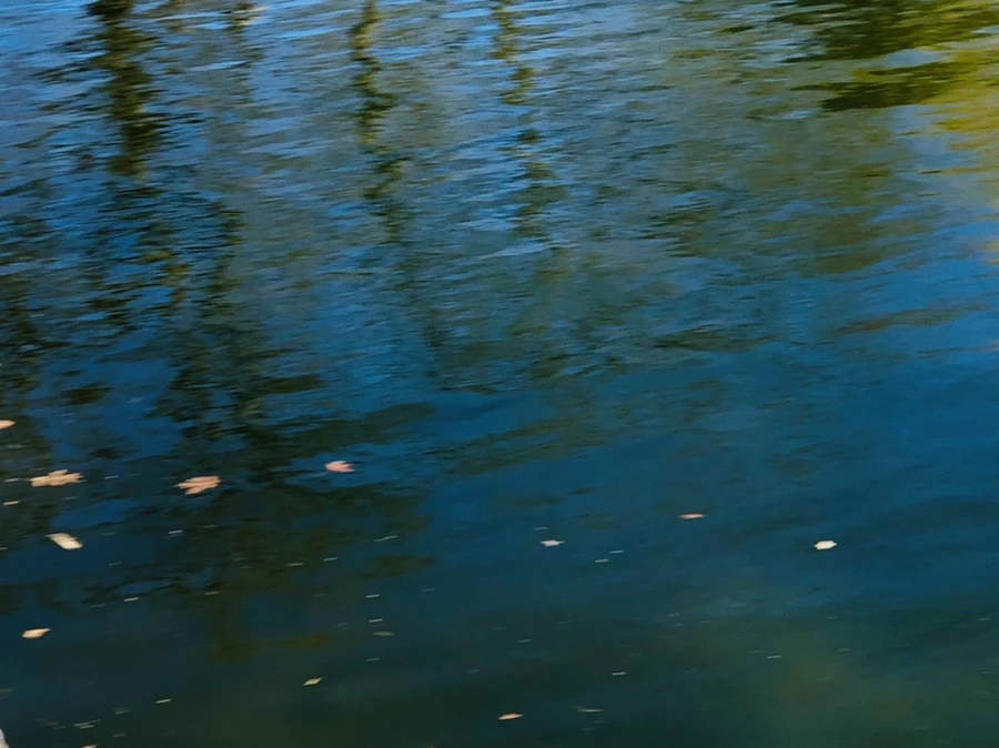 IMG_5459.jpg?type=w966