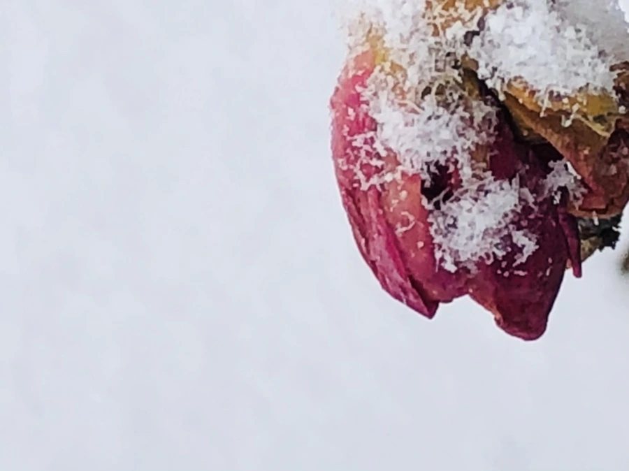 IMG_3549.jpg?type=w966