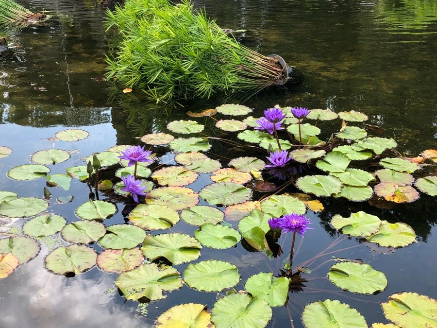 IMG_3727.jpg?type=w966