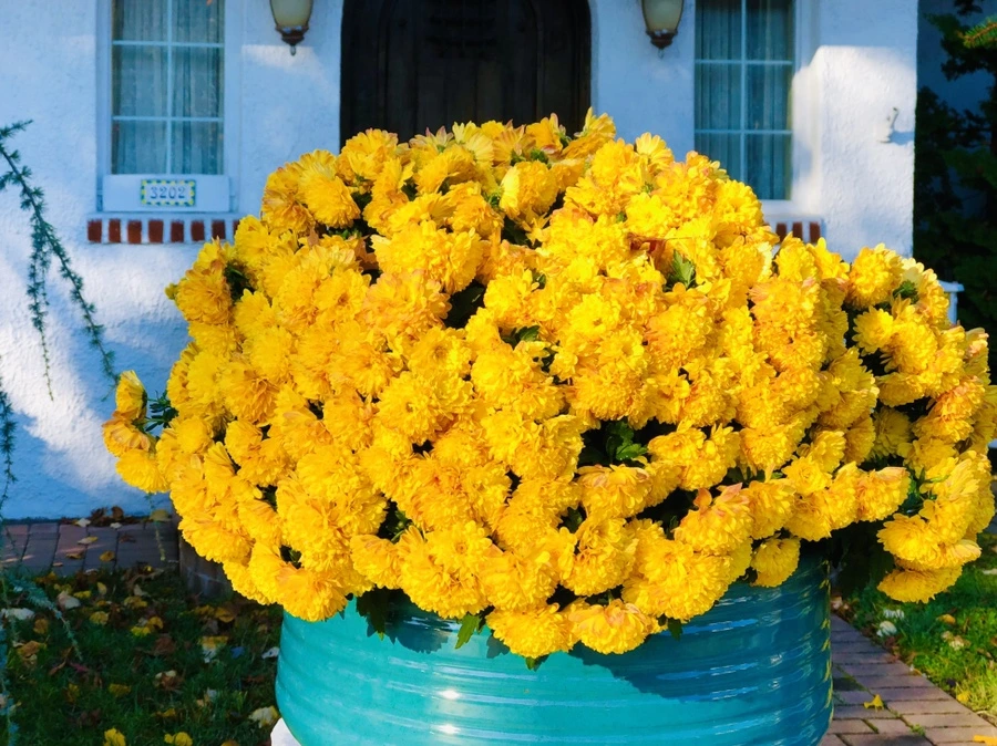 IMG_4629.jpg?type=w966