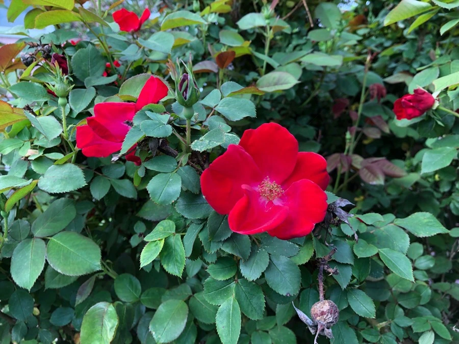 IMG_5746.jpg?type=w966