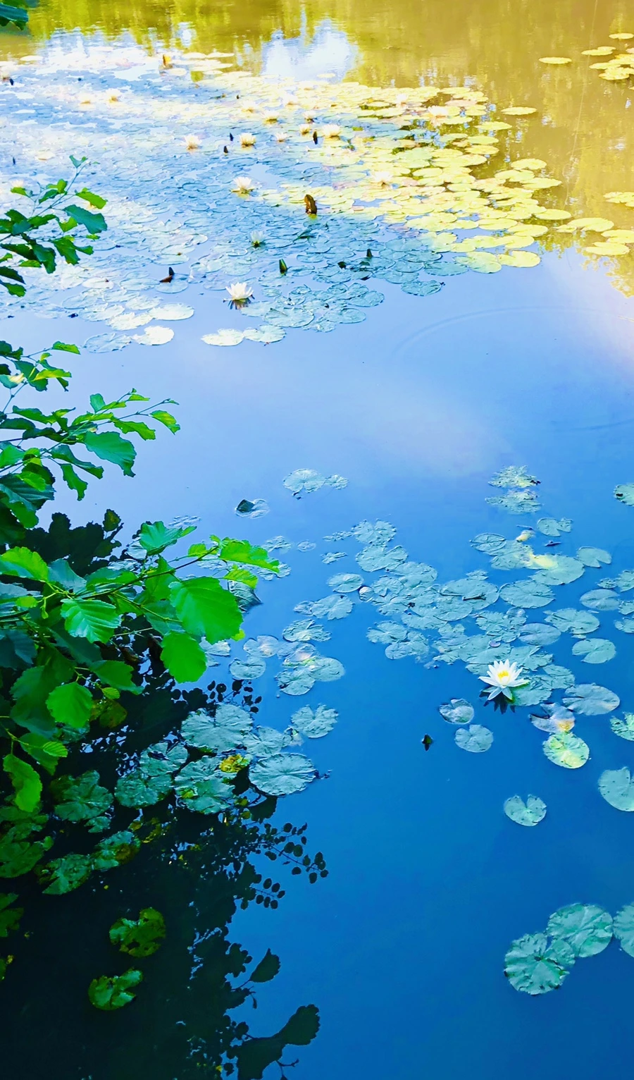 IMG_2288.jpg?type=w966