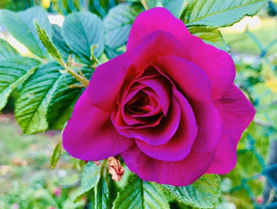 IMG_7675.jpg?type=w966