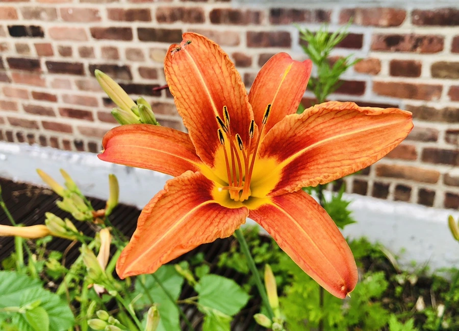 IMG_6135.jpg?type=w966