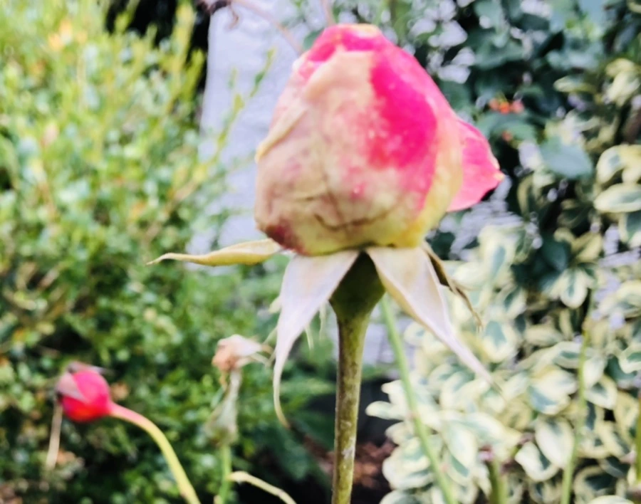 IMG_8611.jpg?type=w966