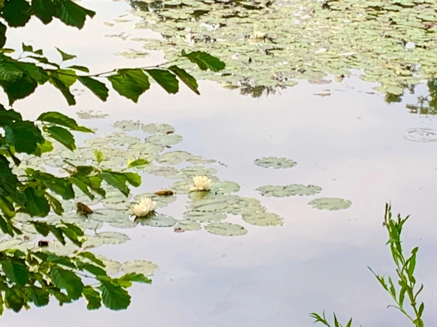 IMG_1843.jpg?type=w966