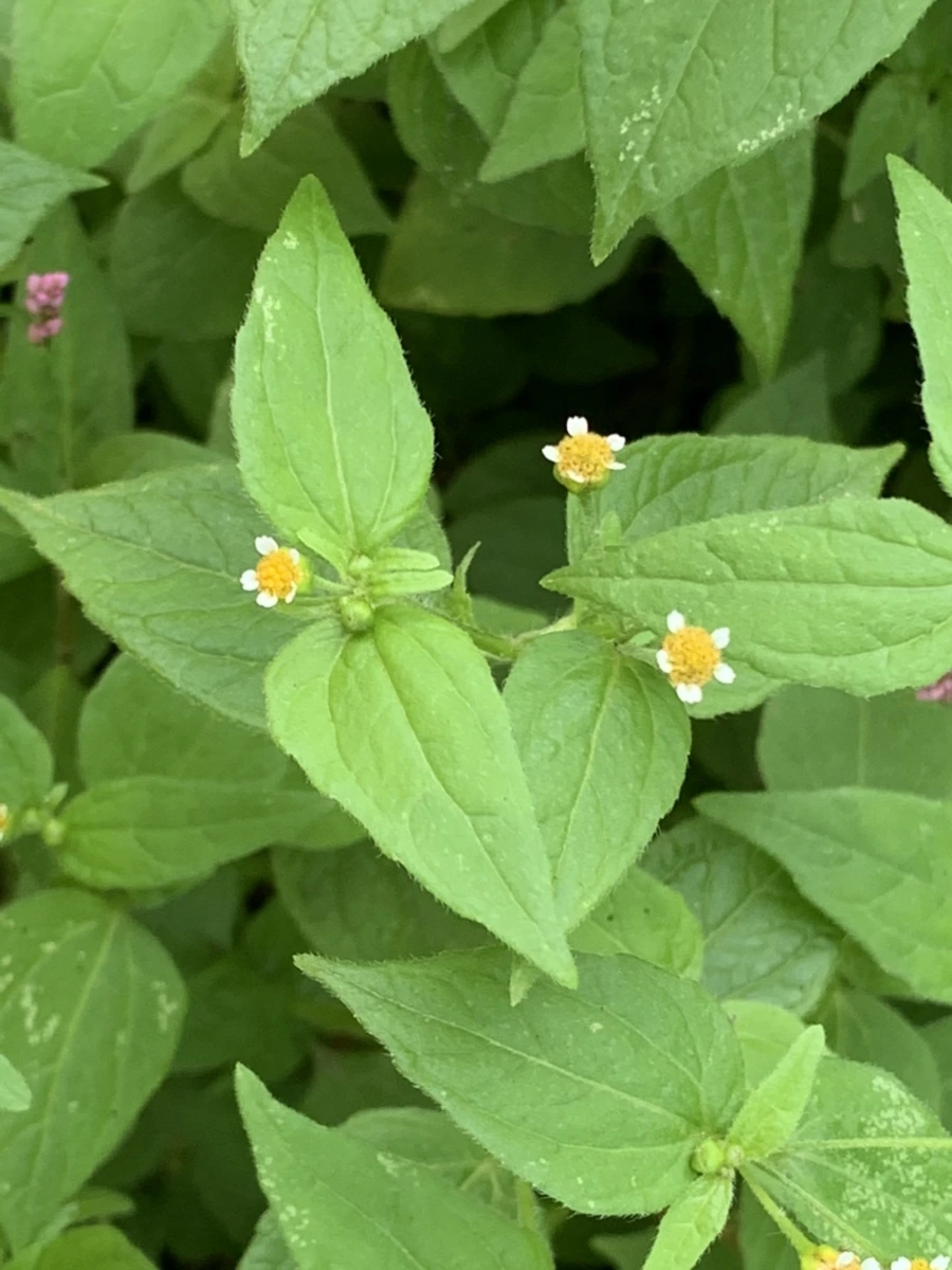 IMG_5621.jpg?type=w966