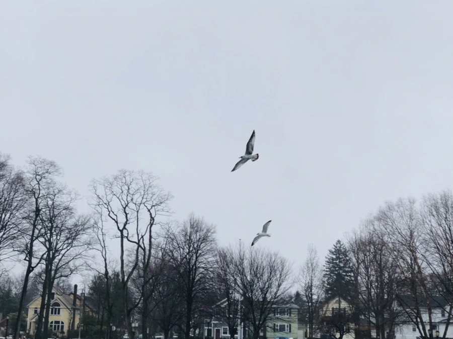 IMG_5485.jpg?type=w966