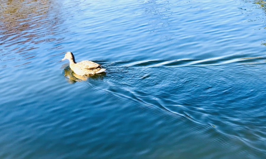 IMG_9742.jpg?type=w966