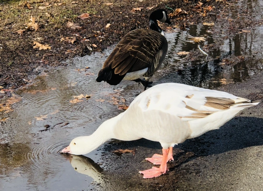 IMG_3582.jpg?type=w966