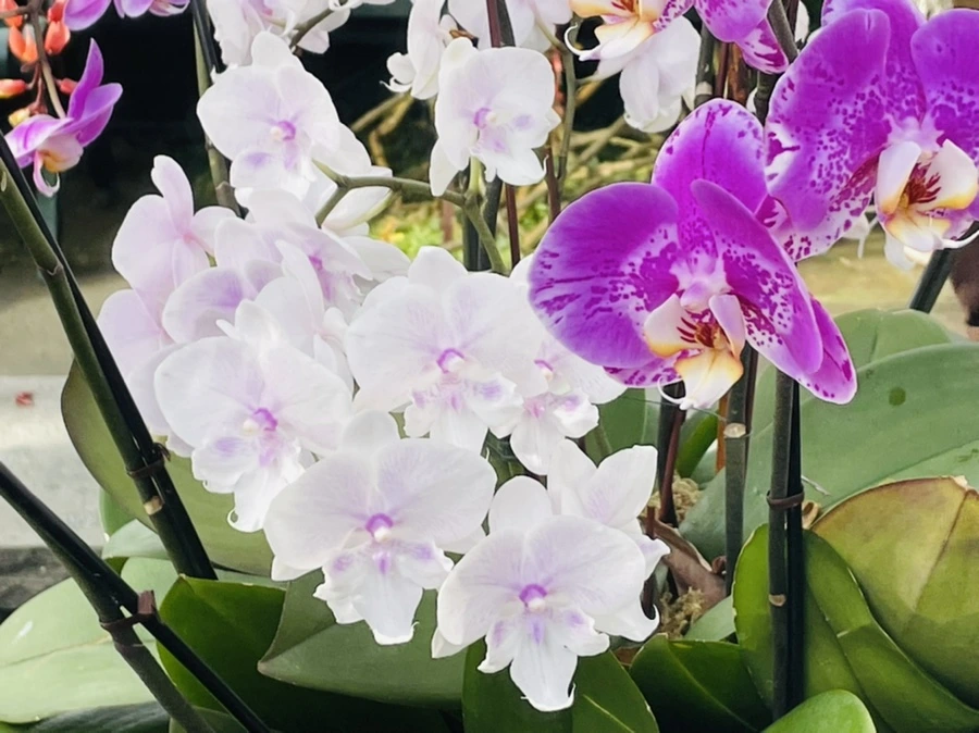 IMG_4459.jpg?type=w966