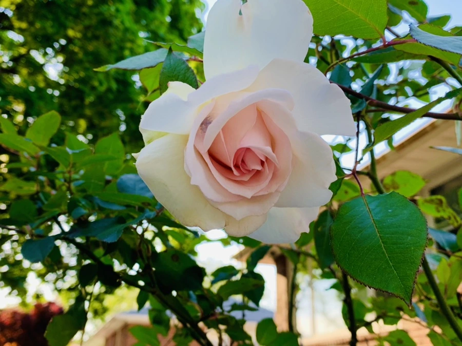 IMG_3358.jpg?type=w966