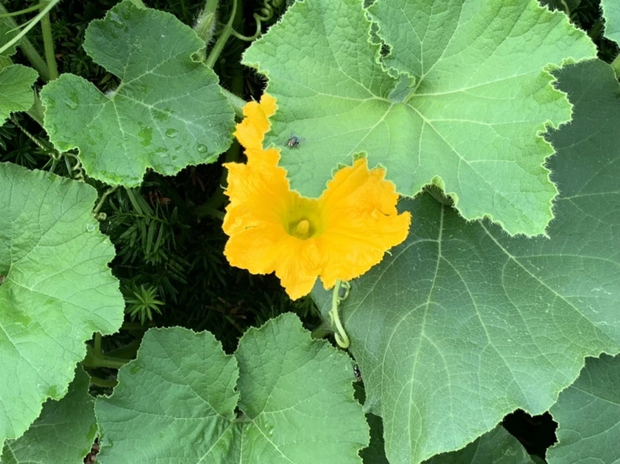 IMG_9085.jpg?type=w966