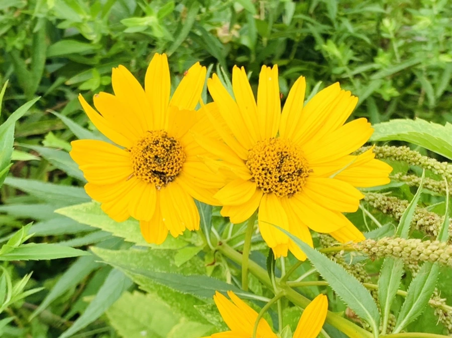 IMG_5058.jpg?type=w966