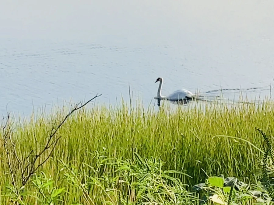 IMG_1502.jpg?type=w966