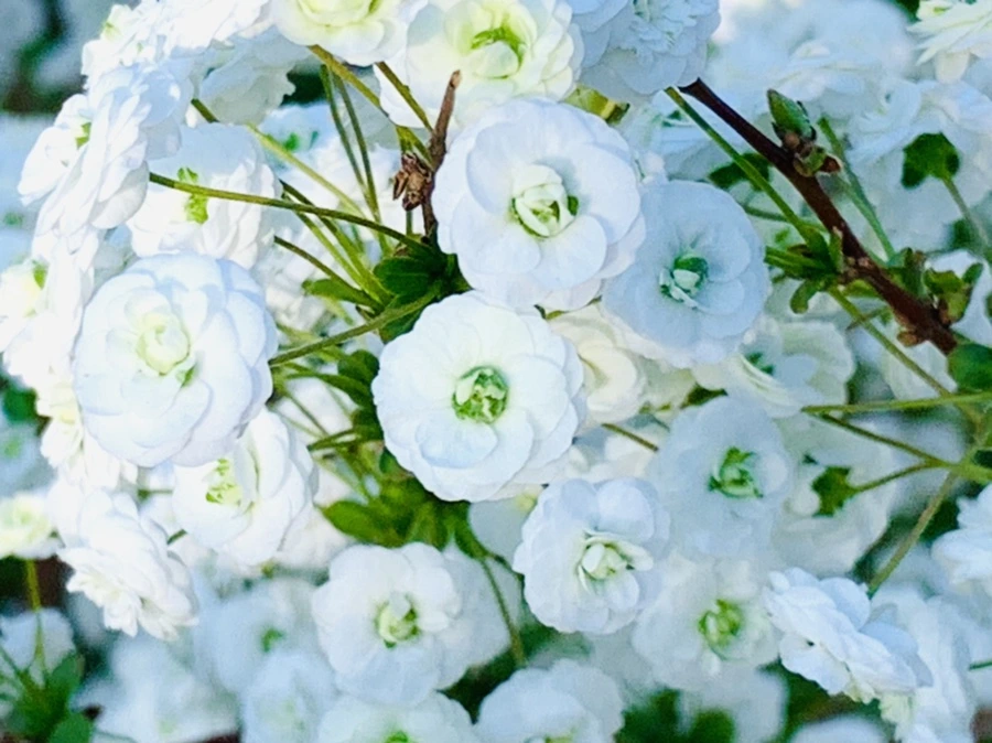 IMG_3323.jpg?type=w966