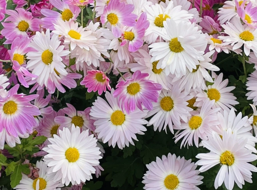 IMG_1190.jpg?type=w966