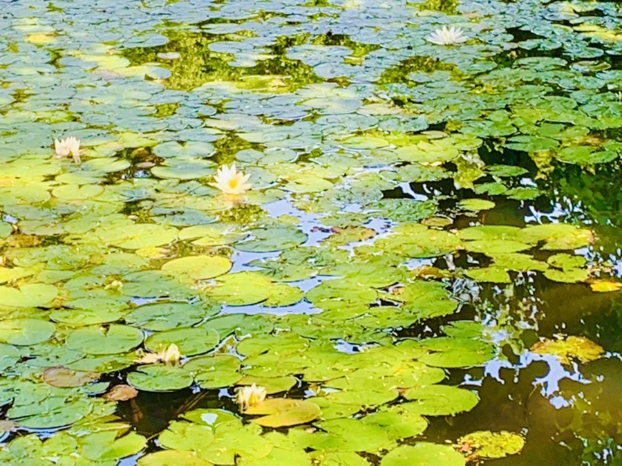 IMG_1210.jpg?type=w966