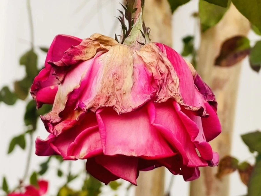 IMG_5887.jpg?type=w966