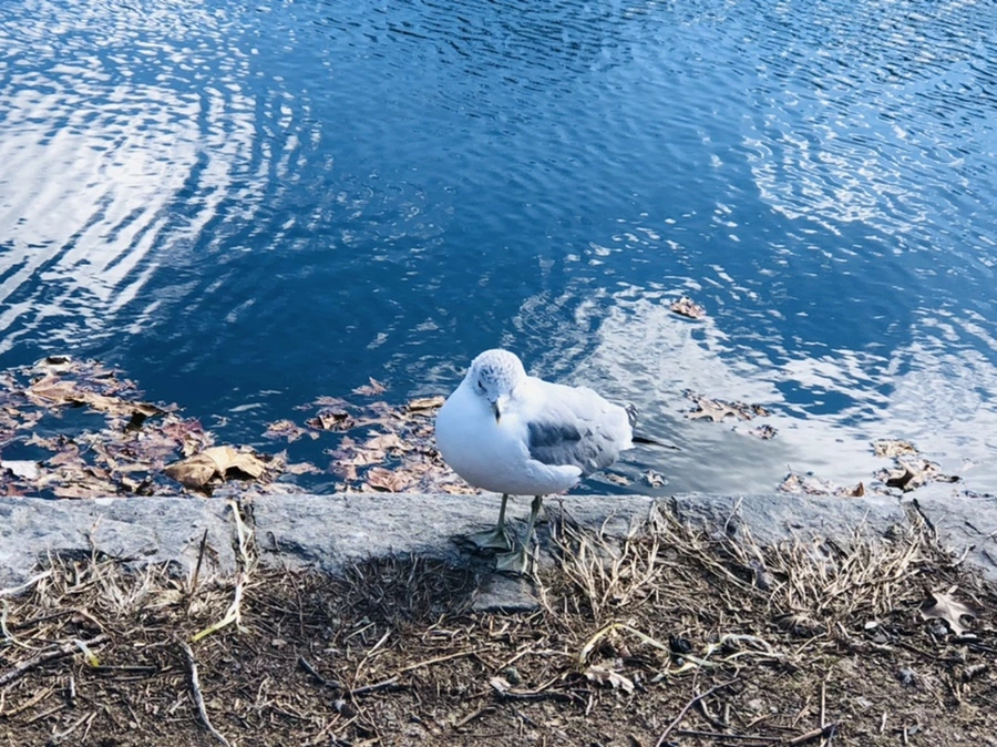 IMG_7611.jpg?type=w966